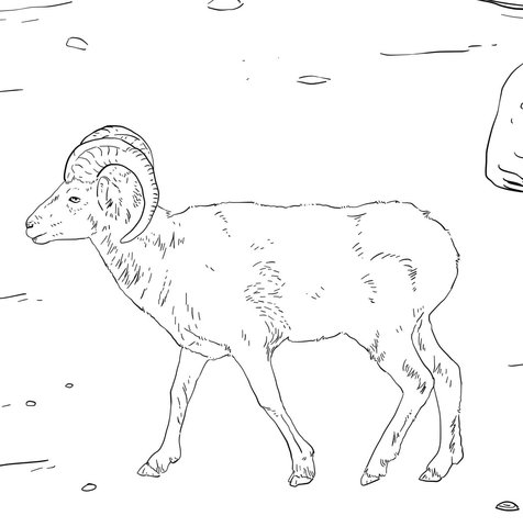 Dall'S Sheep Coloring Page